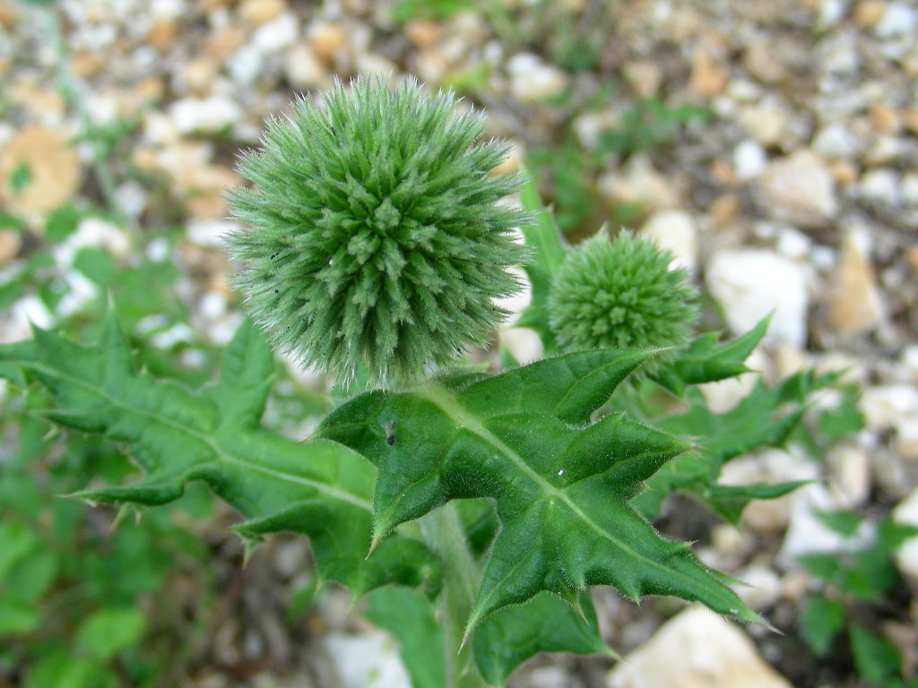 BIG  BANG ... in un fiore Echinops sphaerocephalus